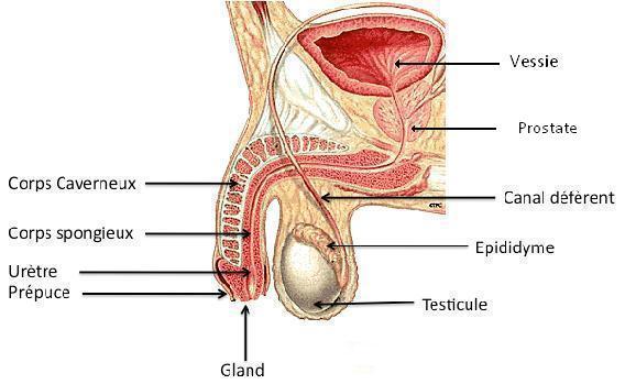 dureri scrotale cu prostatita prostate varices icd 10